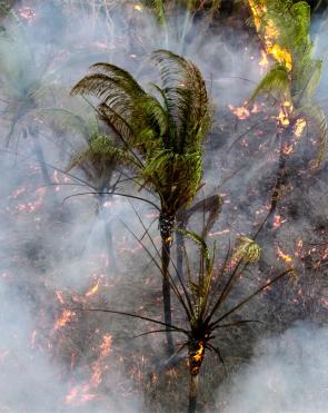 Fire spreads among babassu coconut palm trees in the municipality of Timbiras, within the Alegria/Campestre territory (Lago do Junco, Maranhão, Brazil)